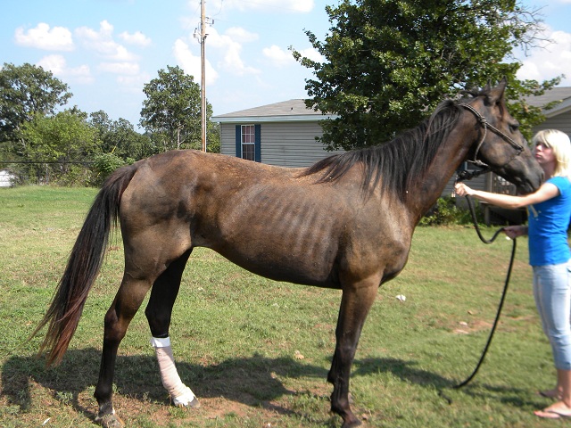 Sugarfoot and Sunstruck